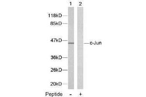 Image no. 2 for anti-Jun Proto-Oncogene (JUN) (Thr239) antibody (ABIN197135) (C-JUN antibody  (Thr239))