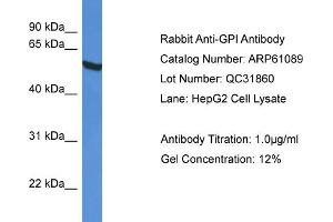 Western Blotting (WB) image for anti-Glucose-6-Phosphate Isomerase (GPI) (C-Term) antibody (ABIN786328) (GPI antibody  (C-Term))