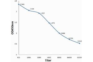 Antigen: 0. (SULT2A1 antibody  (AA 91-170))