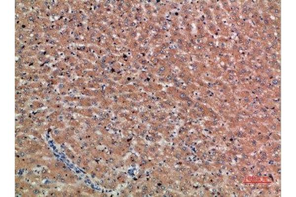 Chordin antibody  (AA 905-954)