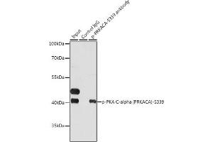 Immunoprecipitation analysis of 200 μg extracts of HeLa cells, using 3 μg Phospho-PKA C-alpha (PRKACA)-S339 pAb . (PRKACA antibody  (pSer339))