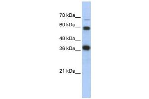 WB Suggested Anti-NRF1  Antibody Titration: 0. (NRF1 antibody  (N-Term))