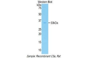 Western Blotting (WB) image for anti-Complement Component 5a (C5a) (AA 12-64) antibody (ABIN1858197) (C5A antibody  (AA 12-64))