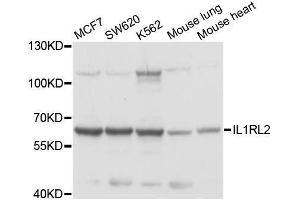 Western blot analysis of extracts of various cell lines, using IL1RL2 antibody. (IL1RL2 antibody  (AA 1-116))