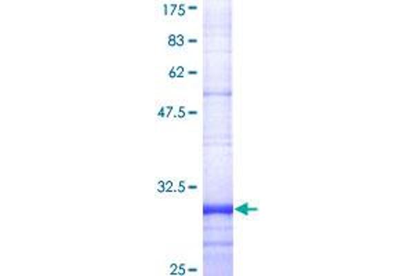FPR2 Protein (AA 163-205) (GST tag)