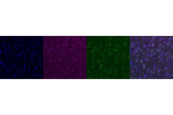 KCNIP2 antibody