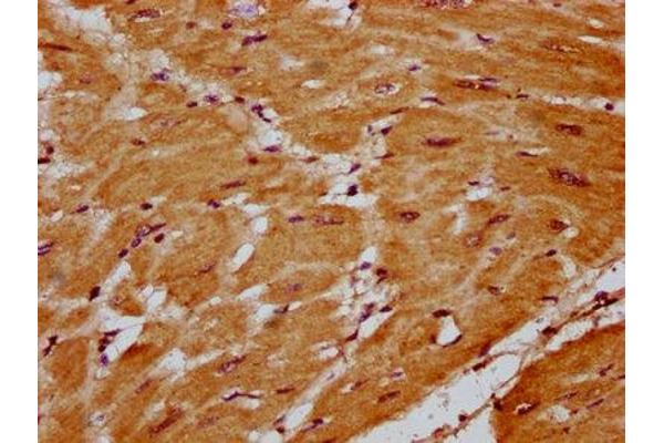 SLC41A1 antibody  (AA 1-96)