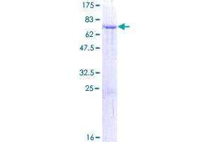 STOML1 Protein (AA 1-398) (GST tag)