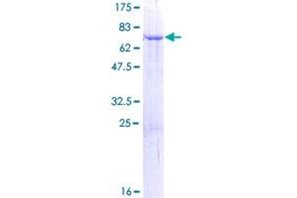 STOML1 Protein (AA 1-398) (GST tag)