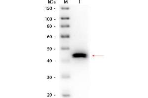 Western Blot of Goat anti-Pepsin Antibody Biotin Conjugated. (Pepsin antibody  (Biotin))