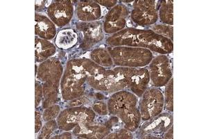 Immunohistochemical staining of human kidney with CNTN5 polyclonal antibody  shows strong cytoplasmic positivity in tubular cells at 1:50-1:200 dilution.