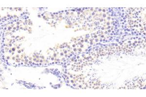 Detection of PCDH15 in Mouse Testis Tissue using Polyclonal Antibody to Protocadherin 15 (PCDH15) (PCDH15 antibody  (AA 45-270))
