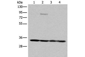 Western blot analysis of K562 HEPG2 231 and Jurkat cell lysates using MRPL1 Polyclonal Antibody at dilution of 1:350 (MRPL1 antibody)