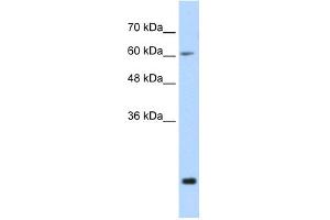 WB Suggested Anti-FUS Antibody Titration:  0. (FUS antibody  (N-Term))