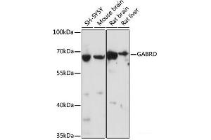 Western blot analysis of extracts of various cell lines using GABRD Polyclonal Antibody at dilution of 1:1000. (GABRD antibody)