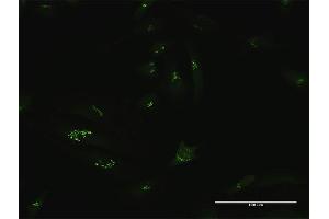 Immunofluorescence of purified MaxPab antibody to GCC1 on HeLa cell. (GCC1 antibody  (AA 1-775))