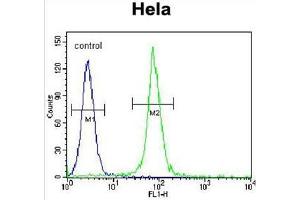 ADO Antibody (C-term) flow cytometric analysis of Hela cells (right histogram) compared to a negative control cell (left histogram).