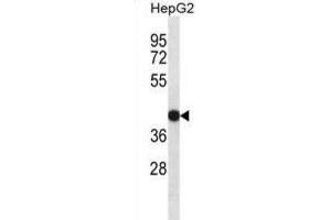 Western Blotting (WB) image for anti-Epidermal Retinal Dehydrogenase 2 (RDHE2) antibody (ABIN2998329)