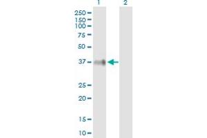 Western Blot analysis of ITM2B expression in transfected 293T cell line by ITM2B MaxPab polyclonal antibody. (ITM2B antibody  (AA 1-266))