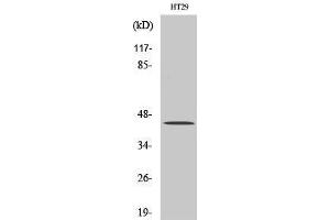 Western Blot (WB) analysis of HT29 cells using TGFbeta1 Polyclonal Antibody. (TGFB1 antibody  (C-Term))