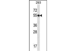 Western blot analysis in 293 cell line lysates (35ug/lane). (GTF2E1 antibody  (N-Term))