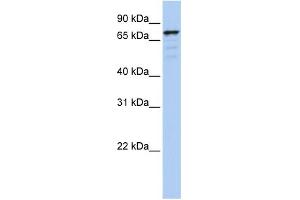 WB Suggested Anti-GOLGA5 Antibody Titration:  0. (GOLGA5 antibody  (N-Term))