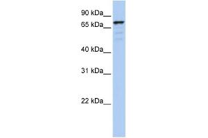 WB Suggested Anti-GOLGA5 Antibody Titration:  0.