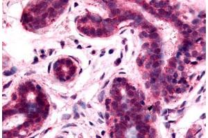 Anti-GPRC5A / RAI3 antibody  ABIN1048908 IHC staining of human breast. (GPRC5A antibody  (N-Term))