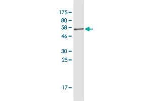 Western Blot detection against Immunogen (52. (14-3-3 gamma antibody  (AA 1-247))