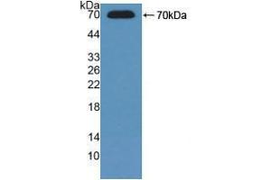 Western blot analysis of recombinant Mouse ADK.