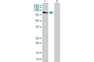 Western Blot analysis of EPS8L2 expression in transfected 293T cell line by EPS8L2 MaxPab polyclonal antibody. (EPS8-Like 2 antibody  (AA 1-715))