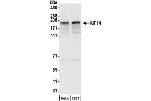 Western Blotting (WB) image for anti-Kinesin Family Member 14 (KIF14) (AA 900-950) antibody (ABIN7450392)