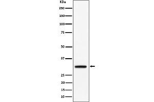 Western blot analysis of PLSCR3 expression in BxPC 3 cell lysate.