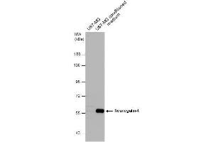 WB Image U87-MG whole cell extract and conditioned medium (30 μg) were separated by 7. (Neuregulin 1 antibody)