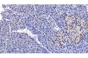 Detection of PDGF BB in Porcine Pancreas Tissue using Polyclonal Antibody to Platelet Derived Growth Factor BB (PDGF BB) (PDGF-BB Homodimer (AA 82-190) antibody)