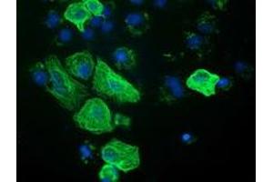 Anti-RASSF1 mouse monoclonal antibody (ABIN2454272) immunofluorescent staining of COS7 cells transiently transfected by pCMV6-ENTRY RASSF1 (RC213525). (RASSF1 antibody)