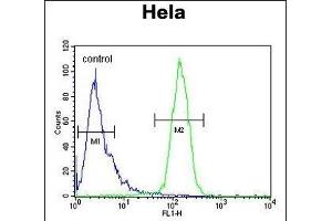 CLEC2B Antibody (Center) (ABIN650966 and ABIN2840012) flow cytometric analysis of Hela cells (right histogram) compared to a negative control cell (left histogram). (CLEC2B antibody  (AA 59-86))