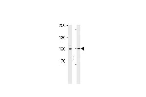 Western blot analysis in Ramos cell line and mouse thymus tissue lysates (35ug/lane). (RPS6KA3 antibody  (N-Term))