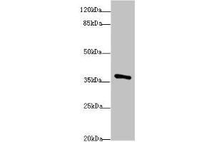 Western blot All lanes: POU4F3antibody at 1. (POU4F3 antibody  (AA 1-180))