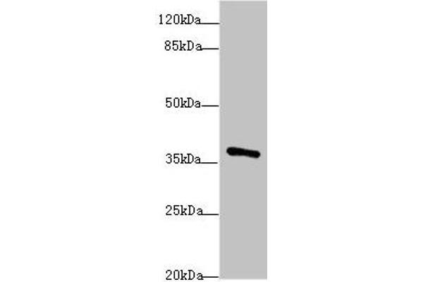 POU4F3 Antikörper  (AA 1-180)