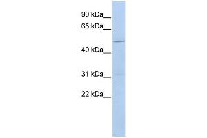 WB Suggested Anti-CECR6 Antibody Titration:  0. (CECR6 antibody  (Middle Region))