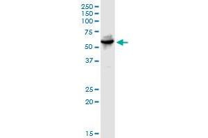 WARS MaxPab rabbit polyclonal antibody. (WARS antibody  (AA 1-471))
