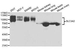 Western blot analysis of extracts of various cell lines, using SLC3A2 antibody. (SLC3A2 antibody  (AA 360-529))