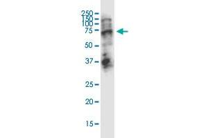 STAU2 monoclonal antibody (M01), clone 5C5. (Double-stranded RNA-binding protein Staufen homolog 2 (STAU2) (AA 2-90) antibody)