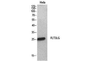 Western Blot (WB) analysis of HeLa cells using Flt3-L Polyclonal Antibody. (FLT3LG antibody  (Internal Region))