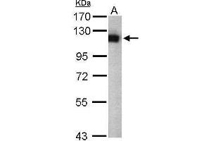 WB Image Sample (50 ug of whole cell lysate) A: Mouse brain 7. (USP5 antibody)