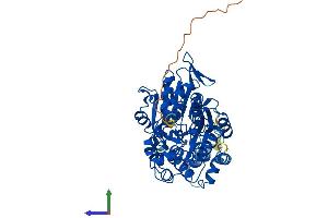 AlphaFold protein structure predicition of Mouse Recombinant Glyctk Protein, UniprotID Q8QZY2 (GLYCTK Protein (AA 1-523) (His tag))