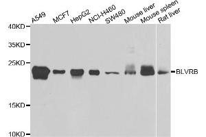 Western blot analysis of extracts of various cell lines, using BLVRB antibody (ABIN5975104) at 1/1000 dilution. (BLVRB antibody)