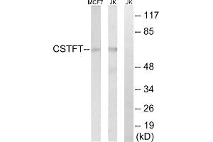 Western blot analysis of extracts from MCF-7 cells and Jurkat cells, using CSTF2T antibody. (CSTF2T antibody  (Internal Region))
