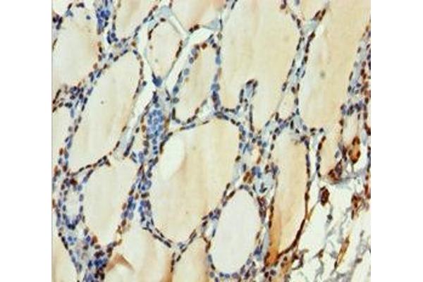 H2AFY antibody  (AA 123-372)